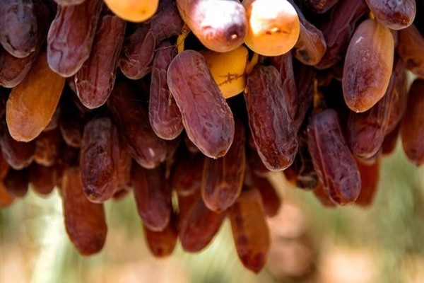 تصویر 2 از خرید و قیمت خرما مرغوب هرمزگان + فروش صادراتی